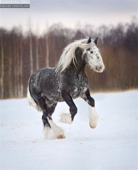 56 best Beautiful Horses - Shires images on Pinterest | Beautiful horses, Pretty horses and ...