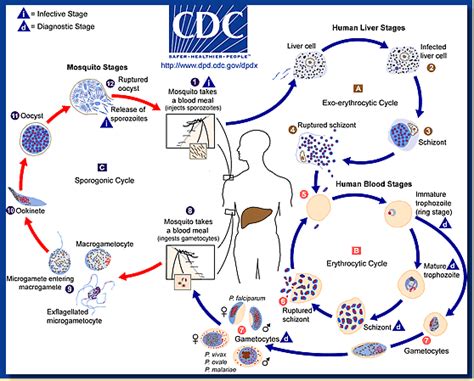 Malaria Life Cycle