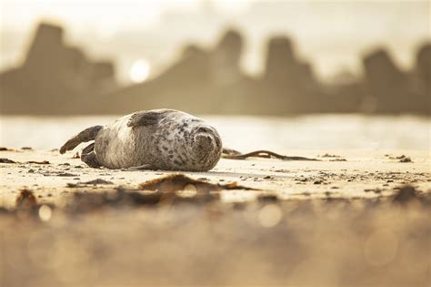 Helgoland, Greyseals