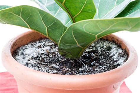 Mold On Plant Soil: What It Means And How To Get Rid Of It