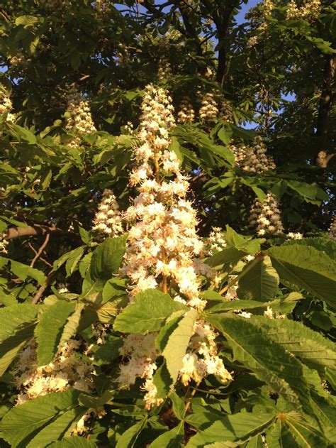 Horse chestnut tree in spring bloom! | Horse chestnut trees, Chestnut trees, Chestnut horse