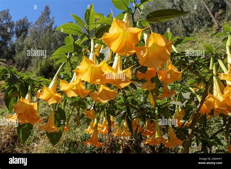 Yellow angel's trumpet flowers (Brugmansia suaveolens) on tree ...