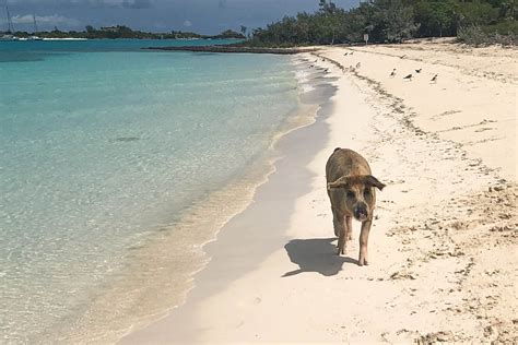 Pig Beach Bahamas: 4 Things to Know Before you Go