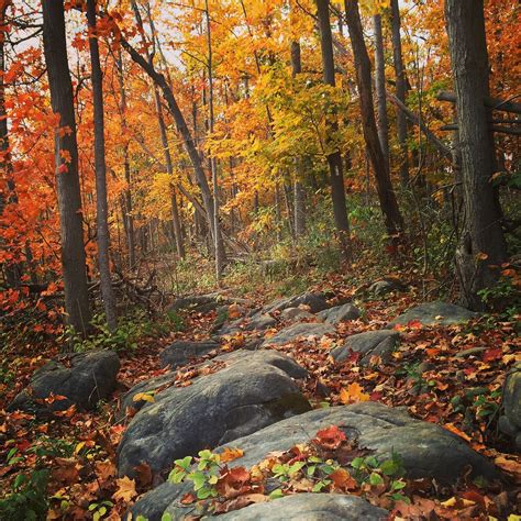 Fall Hikes For Colourful Leaves in Ontario · Suburban Tourist