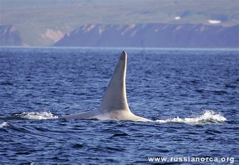 Albino-Orca gesichtet - eGomera