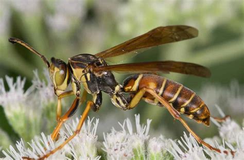 How to Get Rid of Paper Wasps: Safe & Effective Methods