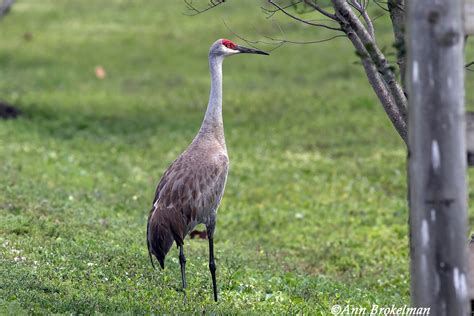 Ann Brokelman Photography: Sandhill Crane in Florida