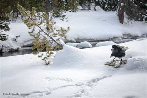 Raven and Wings in snow | Cindy Goeddel Photography, LLC