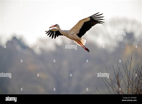 flying white stork Stock Photo - Alamy