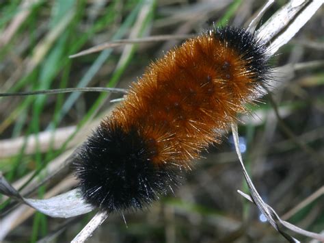 Gardens Inspired: Wooly Bear Caterpillars – good winter weather predictors?