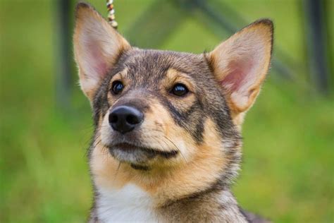 Swedish Vallhund Pictures - AZ Animals