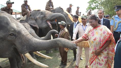 Agency News | Droupadi Murmu Inaugurates Gaj Utsav 2023 at Kaziranga ...