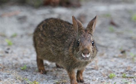 Sanibel Island Wildlife 6/20/21.Photos by Patrick Bailey