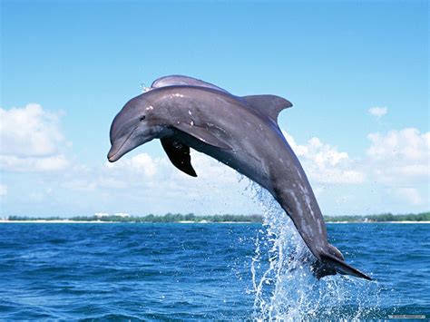 Animal Dolphin HD Wallpapers - Wallpaper Cave