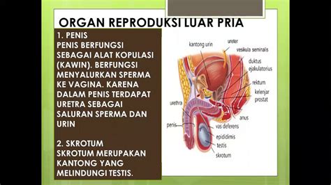 ORGAN REPRODUKSI PRIA BESERTA FUNGSINYA - YouTube