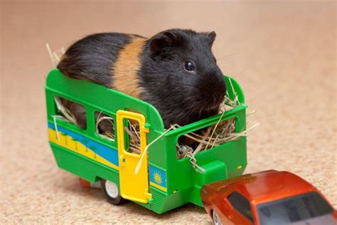 10 Coolest Guinea Pig Toys of 2022 for Your Guinea Pig, Hamster + More