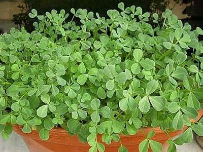 Fenugreek Cultivation Information Guide | Asia Farming