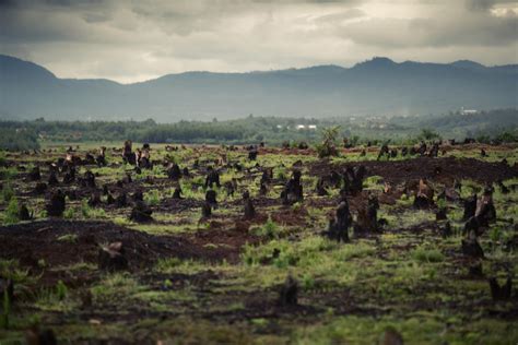 Deforestation_Slash_and_Burn_Madagascar_WCS - Tropical Biology & Conservation | ATBC