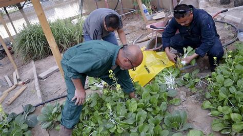 HARVESTING VEGETABLES - YouTube