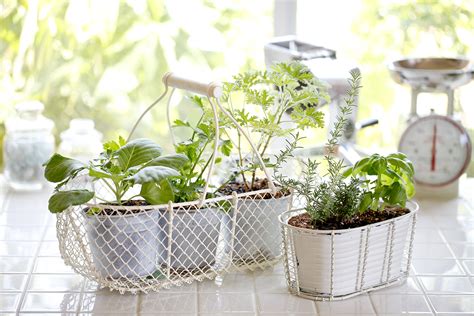 Smart gardening – growing plants at home with minimal effort | bio-home ...