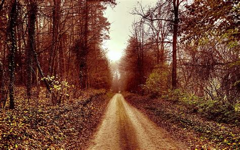 AUTUMN PATHWAY, forest, autumn, path, nature, season, HD wallpaper | Peakpx