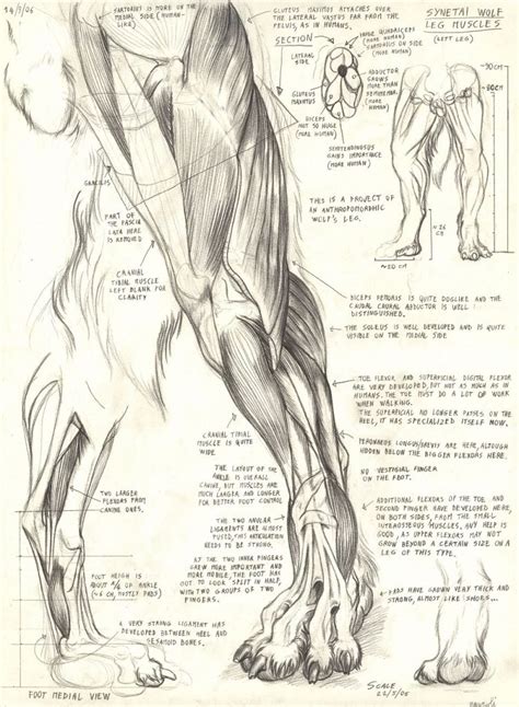 Image result for wolf muscle anatomy | Werewolf, Animal drawings ...