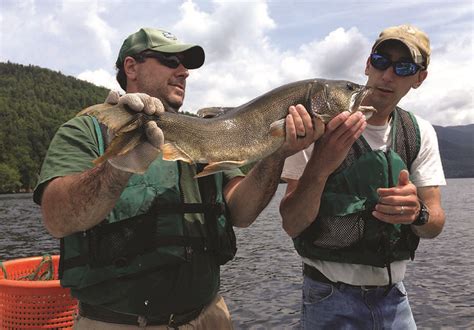 Adirondack Lake Trout At Risk - - The Adirondack Almanack