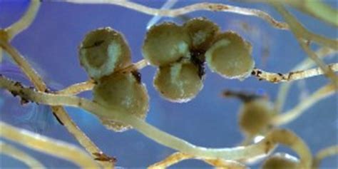 rhizobia ‣ Data Nuggets