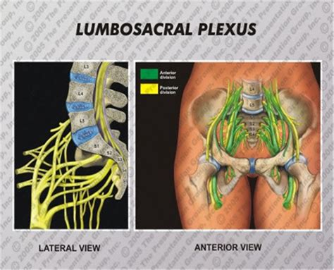 Lumbar Plexus Mri