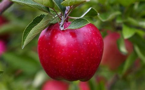 Red Delicious Apple - 5 Gallon - Tree, Fruit - Apple Trees | Gardener Direct