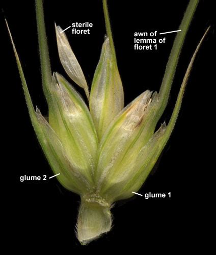 Wheat [Triticum aestivum]