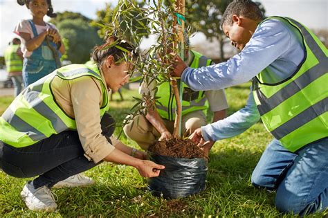 Street Trees 3: Planting the Trees - Alabama Cooperative Extension System