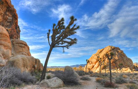 Joshua Tree Sunrise Photograph by Dung Ma - Pixels