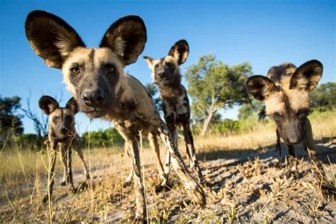 6 Fakta Unik Anjing Liar Afrika, Si Predator Kecil yang Menakjubkan