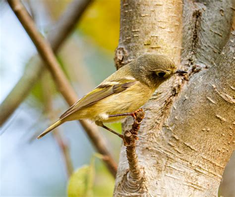 The Ruby-crowned Kinglet: A Tiny Bird with a Fearless Spirit