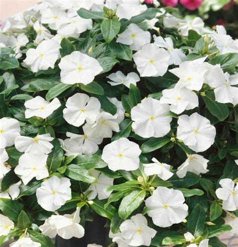 50 Vinca Periwinkle White Seeds – Seed World