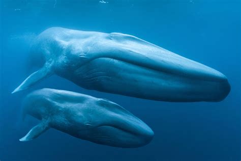 50 amazing facts about blue whales