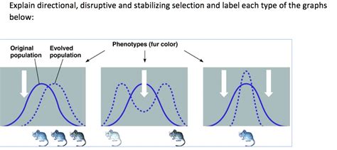 SOLVED: Explain directional, disruptive and stabilizing selection and label each type of the ...