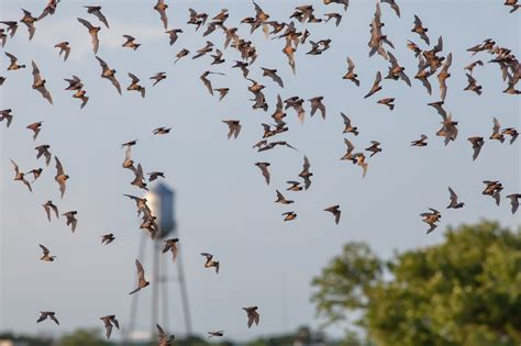 Austin.com Here Are 10 Astounding Facts About The Legendary Austin Bats!