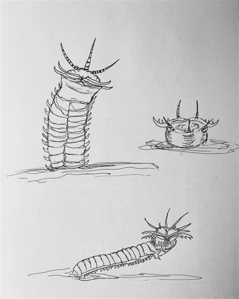 Bobbit Worm Eunice Aphroditois