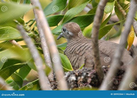 Zebra Dove stock photo. Image of green, geopelia, life - 38993364