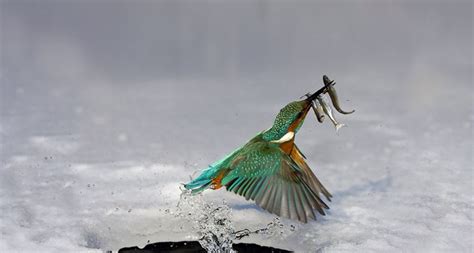 Bing’s Top 10 Beautiful Bird Desktop Backgrounds! ... from PetsLady.com ...