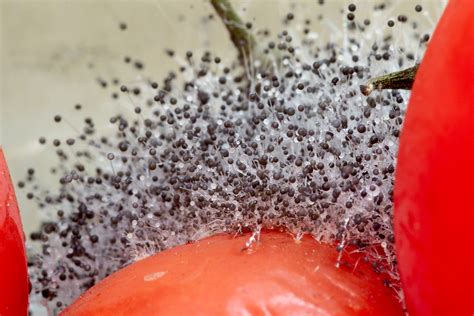 File:Mold on tomatoes (macro).jpg - Wikipedia