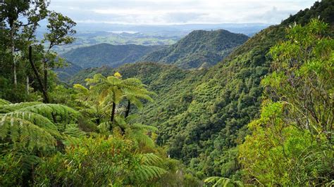 Six Foot Track: Waima Forest, Northland