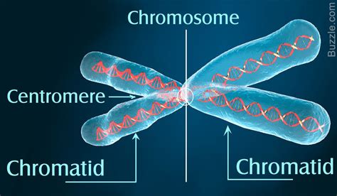 Chromosomes Vs. Chromatids: What You Need to Know | Chromosome, Science biology, Biology