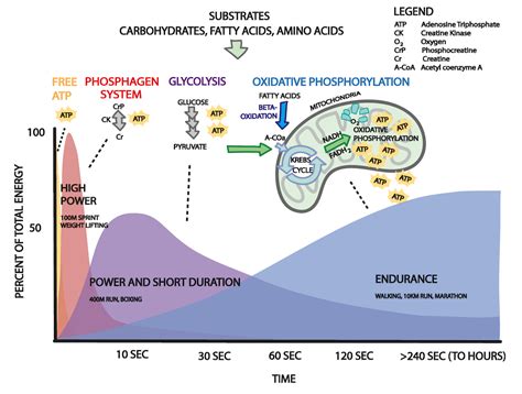 How your muscles work: The energy systems used during exercise | FitnessGenes®