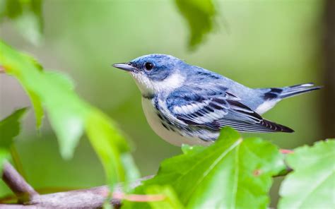 Cerulean Warbler | Audubon Field Guide