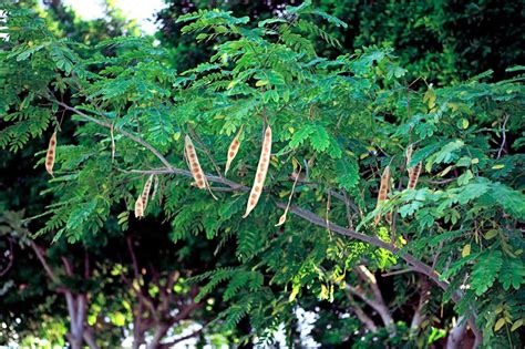 10 Seeds Albizia lebbeck Tree Mimosa Seeds Fast Growing Profusion of ...