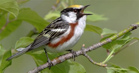 Chestnut-sided Warbler Overview, All About Birds, Cornell Lab of Ornithology