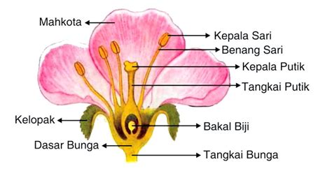 Struktur Bunga dan Fungsinya ~ SMARTINDONG